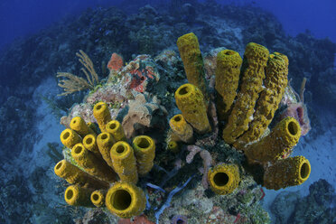 Massive Schwämme an unberührten Riffen, Chinchorro Banks, Quintana Roo, Mexiko - CUF06186