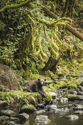 Porträt eines Schwarzbären, der am Flussufer auf den Lachsfang wartet, Ucluelet, Vancouver Island, British Columbia, Kanada - CUF06208