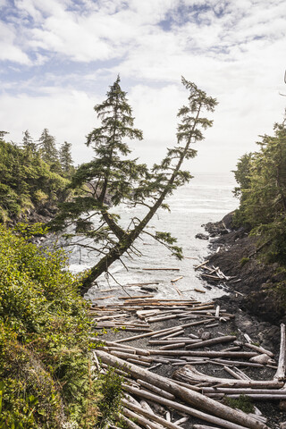 Am Strand verstreute Treibholzstämme, Wild Pacific Trail, Vancouver Island, British Columbia, Kanada, lizenzfreies Stockfoto