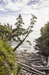 Am Strand verstreute Treibholzstämme, Wild Pacific Trail, Vancouver Island, British Columbia, Kanada - CUF06209