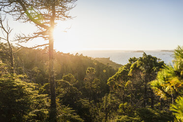 Elevated view of coastal forest, Pacific Rim National Park, Vancouver Island, British Columbia, Canada - CUF06215
