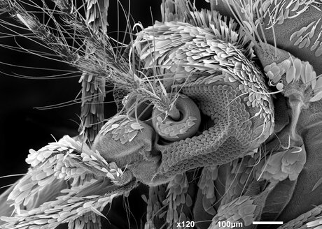 Mückenkopf, SEM - CUF06264