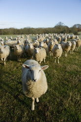 Porträt einer neugierigen Schafherde, die in einer Feldlandschaft steht - CUF06329