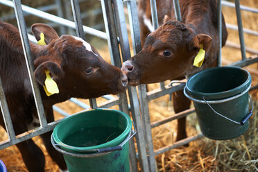 Calves in cattle shed, sniffing each other through fence - CUF06336