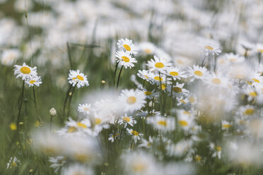 Weiße Margeriten auf einer feuchten Wiese - ASCF00871