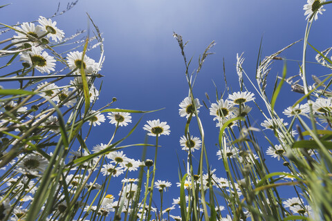 Weiße Margeriten vor blauem Himmel, lizenzfreies Stockfoto