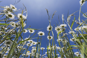 White marguerites against blue sky - ASCF00873