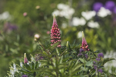 Blühende Lupinen - ASCF00874