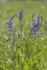 Blossoming Meadow Sage - ASCF00876