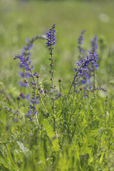 Blühender Wiesensalbei - ASCF00876