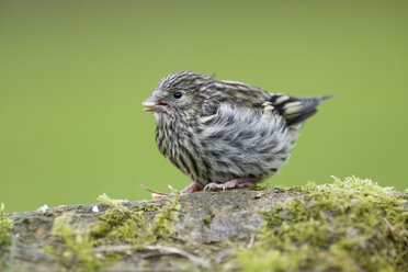 Eurasian Siskin fledgling - MJOF01498