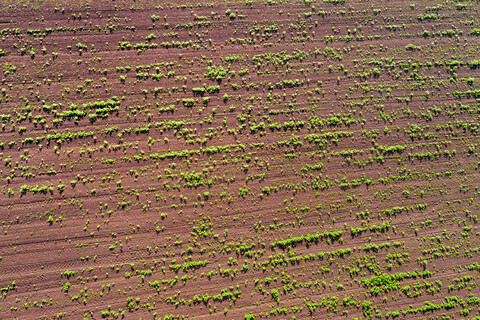 Deutschland, Baden-Württemberg, Rems-Murr-Kreis, Luftaufnahme eines Feldes mit Pflanzen, lizenzfreies Stockfoto