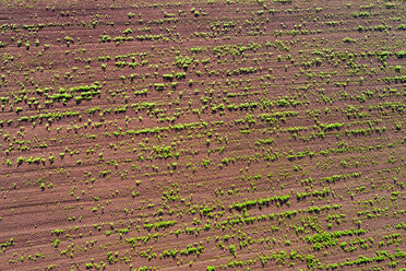 Deutschland, Baden-Württemberg, Rems-Murr-Kreis, Luftaufnahme eines Feldes mit Pflanzen - STSF01558