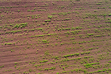 Germany, Baden-Wuerttemberg, Rems-Murr-Kreis, Aerial view of field with plants - STSF01558