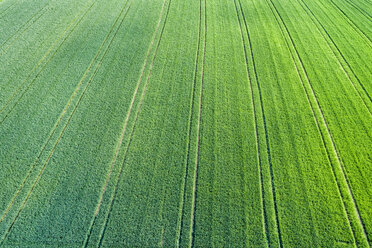 Germany, Baden-Wuerttemberg, Rems-Murr-Kreis, Aerial view of green field - STSF01559