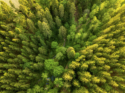 Deutschland, Bayern, Luftaufnahme eines Waldes - JUNF01038