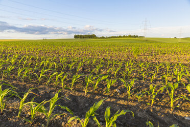 Österreich, Innviertel, Feld mit Pflanzen - AIF00476