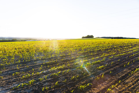 Österreich, Innviertel, Feld gegen die Sonne, lizenzfreies Stockfoto