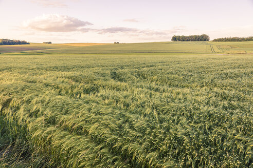 Österreich, Innviertel, Feld - AIF00478