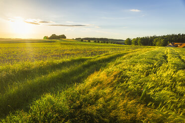 Austria, Innviertel, field - AIF00479