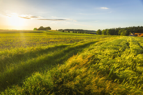 Austria, Innviertel, field - AIF00479