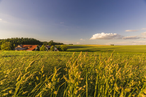 Österreich, Innviertel, Feld - AIF00480