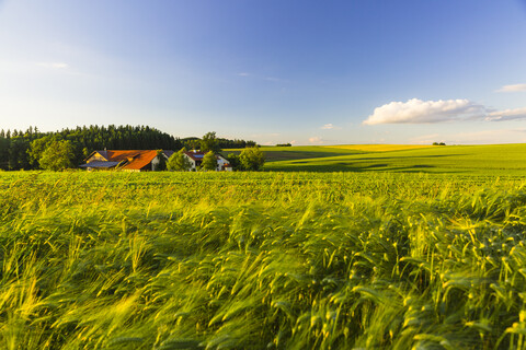 Österreich, Innviertel, Feld, lizenzfreies Stockfoto