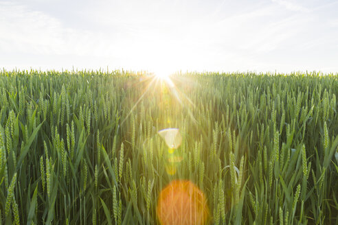 Österreich, Innviertel, Feld gegen die Sonne - AIF00486