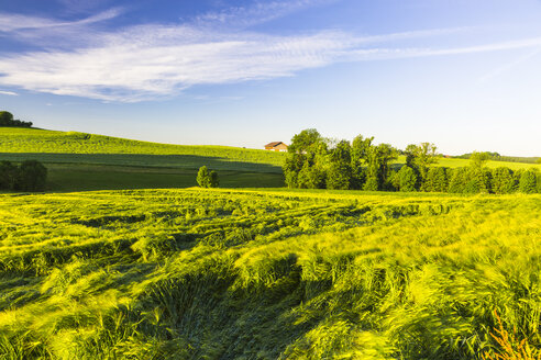 Österreich, Innviertel, Feld - AIF00488