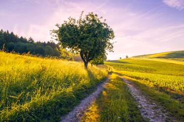 Austria, Innviertel, field and dirt track in the morning - AIF00490