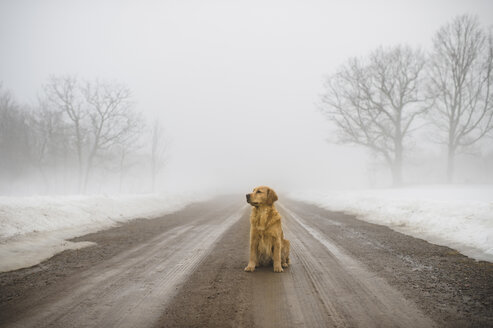 Golden retriever sitting in middle of dirt road in fog - CUF07302