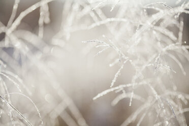 Close up of backlit frost ice crystals on long grasses - CUF07313