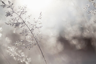 Close up of backlit frost ice crystals on wavy hair-grass (deschampsia flexuosa) - CUF07315