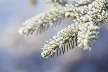 Nahaufnahme von Frost auf Zweig und Nadeln einer Fichte (Picea abies) - CUF07316