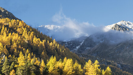 Larch forest in Swiss Alps, Simply Pass, Valais, Switzerland - CUF07342