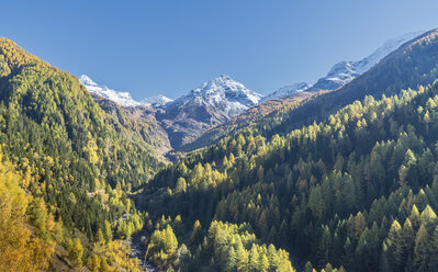 Lärchenwald in den Schweizer Alpen, Simply Pass, Wallis, Schweiz - CUF07344