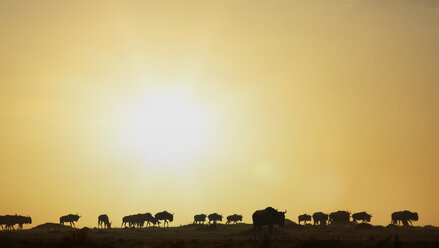 Gnuwanderung bei Sonnenuntergang, Masai Mara National Reserve, Kenia - CUF07347