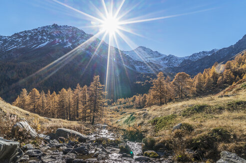 Die Sonne über dem Lärchenwald in den Schweizer Alpen, Bettmeralp, Wallis, Schweiz - CUF07357