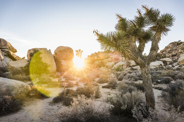 Felsformationen bei Sonnenuntergang im Joshua Tree National Park in der Abenddämmerung, Kalifornien, USA - CUF07384