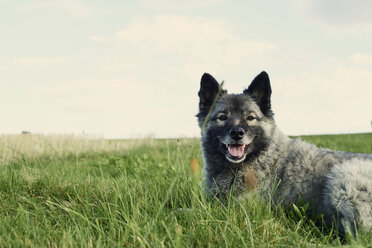 Grey dog lying down in grassy field - CUF07404