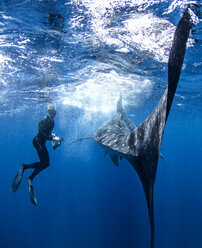 Diver alongside whale shark - CUF07553