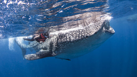 Diver alongside whale shark - CUF07554