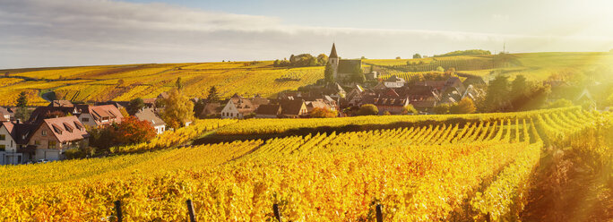 Panorama-Hügellandschaft mit herbstlich gefärbten Reben, Hunawihr, Elsass, Frankreich - CUF07562