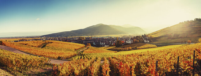 Panoramalandschaft mit herbstlich gefärbten Reben, Turckheim, Elsass, Frankreich - CUF07563