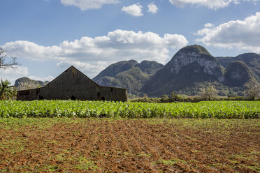 Landwirtschaftliches Feld und Wirtschaftsgebäude mit Berglandschaft, Vinales, Kuba - CUF07597