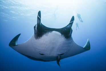 Riesenmanta-Rochen (Manta birostris), Unterwasseransicht, Roca Partida, Colima, Mexiko - CUF07613