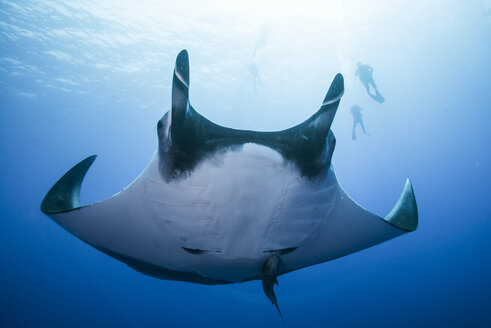 Riesenmanta-Rochen (Manta birostris), Unterwasseransicht, Roca Partida, Colima, Mexiko - CUF07613