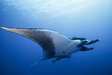 Riesenmanta-Rochen (Manta birostris), Unterwasseransicht, Roca Partida, Colima, Mexiko - CUF07614