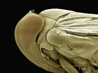 Seitenansicht eines weiblichen Wasserwanderers (Hempitera: Corixidae), aufgenommen im Rasterelektronenmikroskop - CUF07643