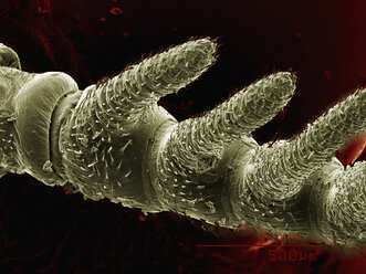 Antenna of a fishfly (Megaloptera: Corydalidae: Chauliodes sp.) imaged in a scanning electron microscope - CUF07644